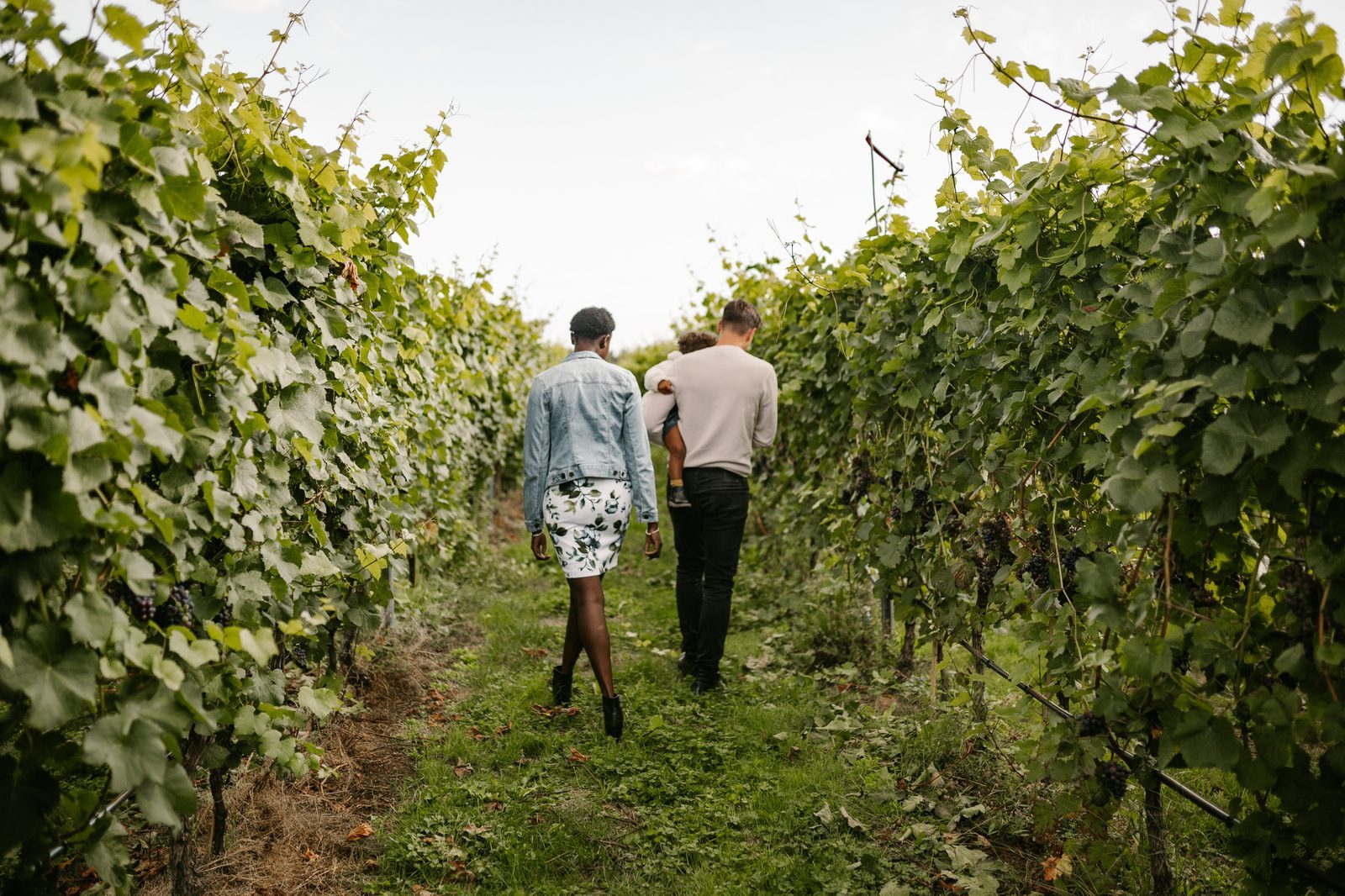 Vineyard rows at Lulu Island Winery