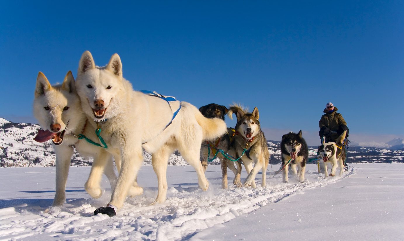 Dog sledding with Northern Tales