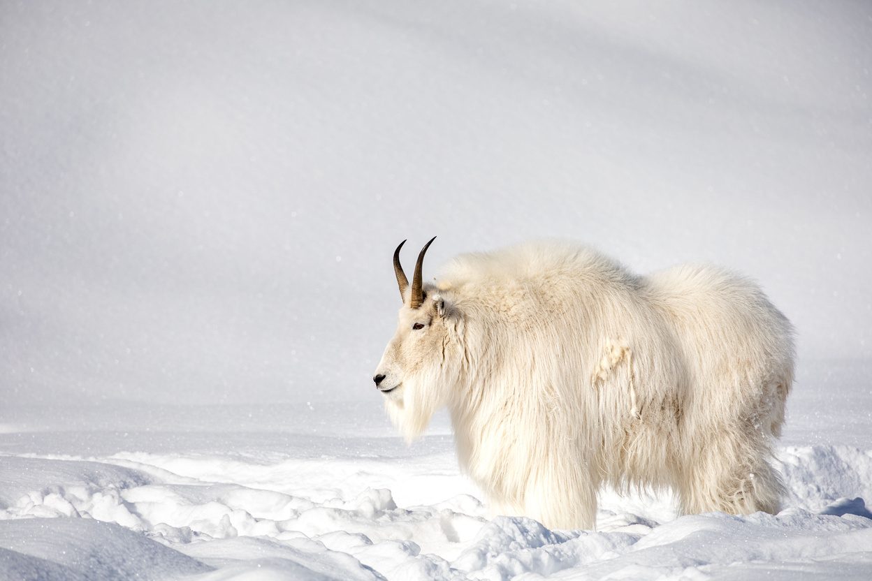 Mountain goat at the Yukon Wildlife Preserve